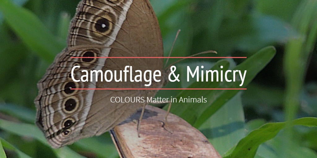 Camouflage & Mimicry