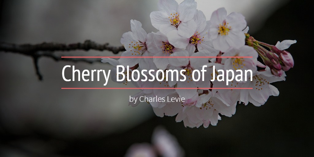 Cherry Blossoms in Japan