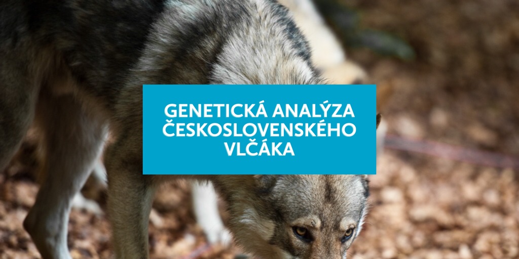 Genetická analýza Československého vlčáka