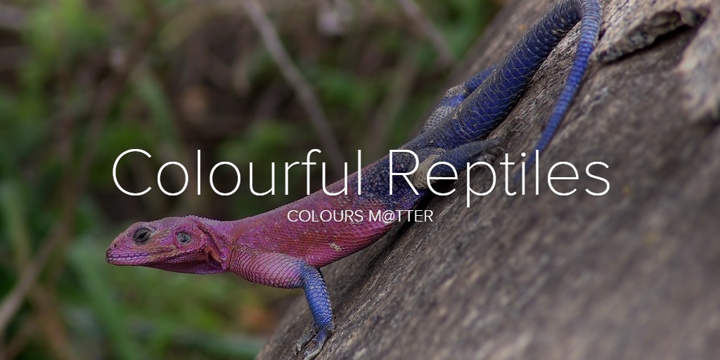 Colourful Reptiles