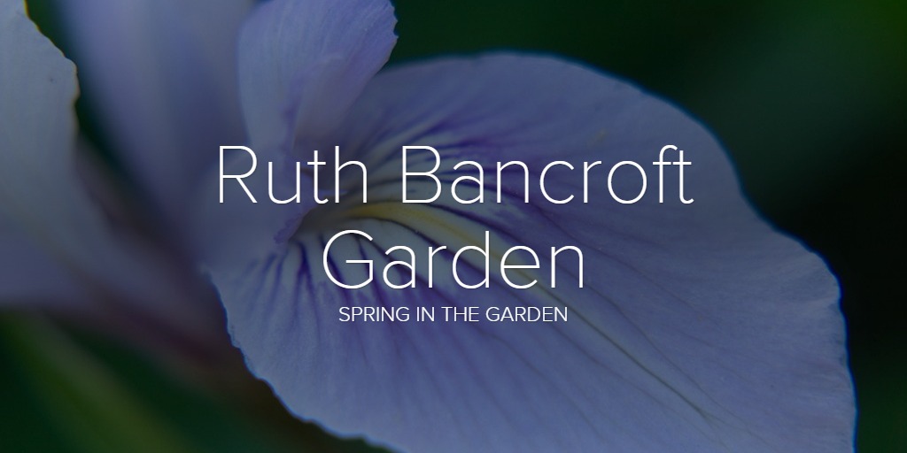 Ruth Bancroft Garden