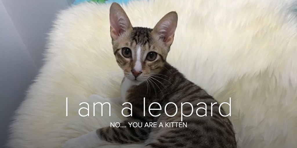 I am a leopard
